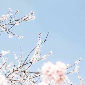 Meet your Posher, Precious